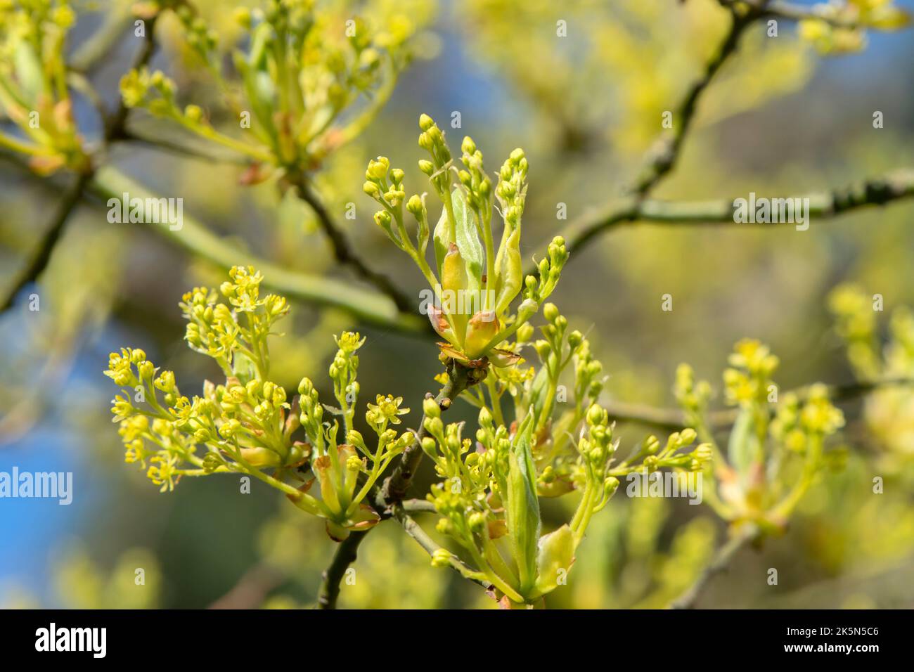 Nahaufnahme Sassafras Albidum In Amsterdam, Niederlande 11-4-2020 Stockfoto