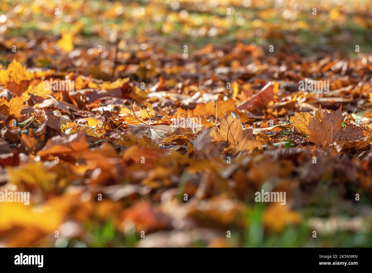 oktober 2022, Herbstblätter mit gelben Farben in Malmkoping, Schweden Stockfoto