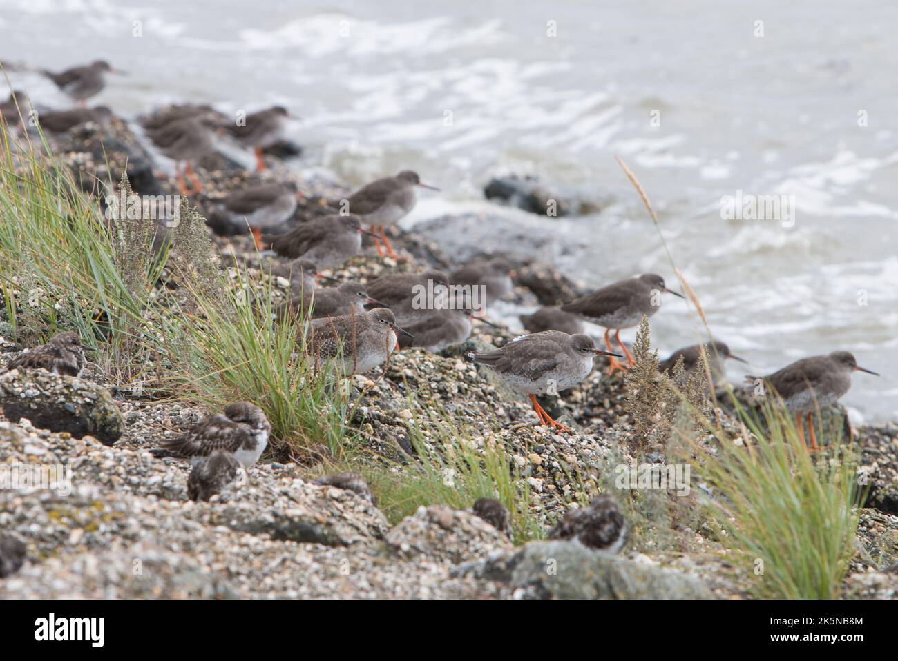 Ein Schwarm watender Vögel, hauptsächlich Rotschenkel, Tringa totanus, die bei Flut brüllen. Wattenmeer. Niederlande. Stockfoto