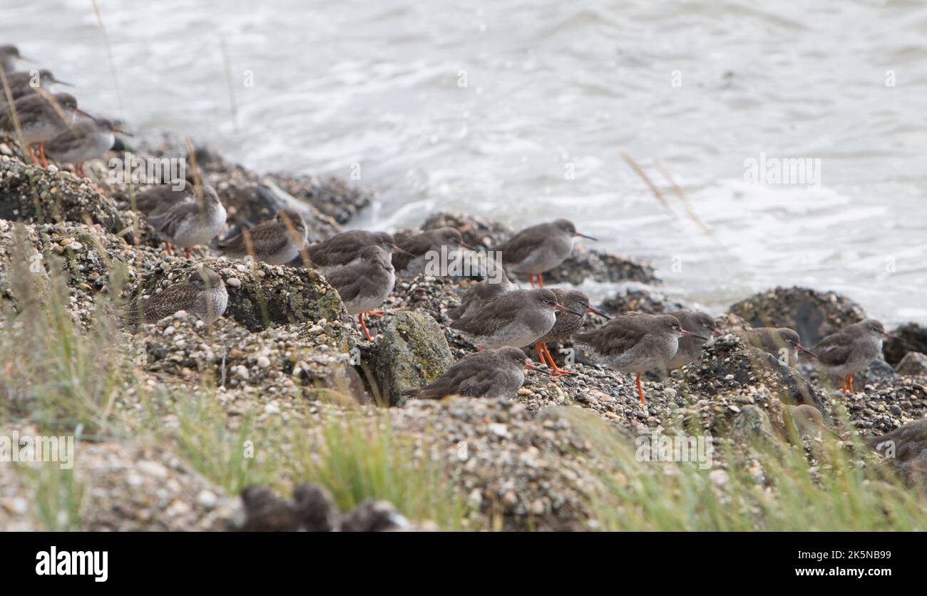 Schar watender Vögel, hauptsächlich Rotschenkel, Tringa totanus, am Hochwasserbrunnen. Wattenmeer, Niederlande. Stockfoto