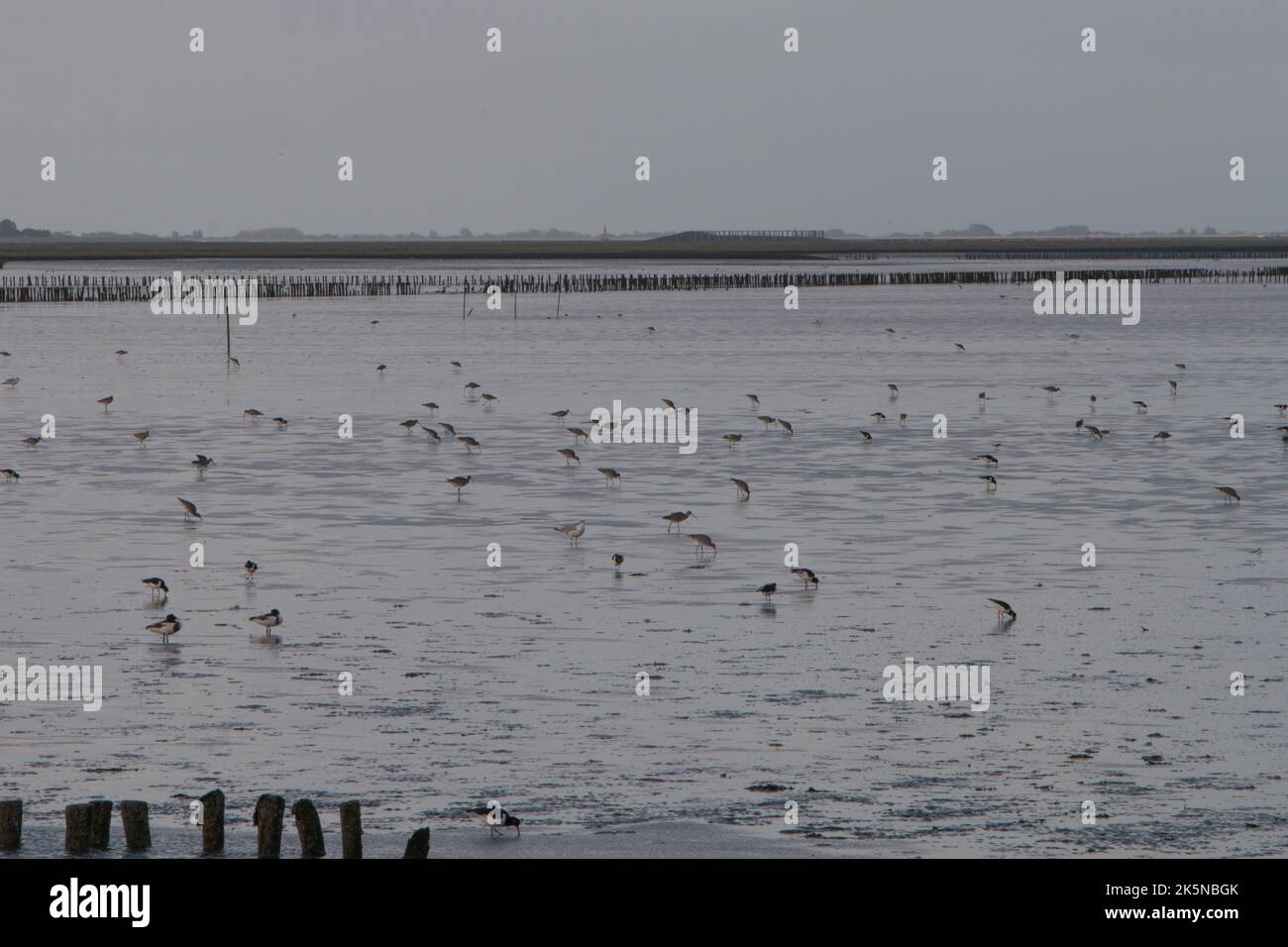 Watvögel, die sich bei Ebbe auf Wattflächen füttern. Das Wattenmeer. Niederlande. Stockfoto