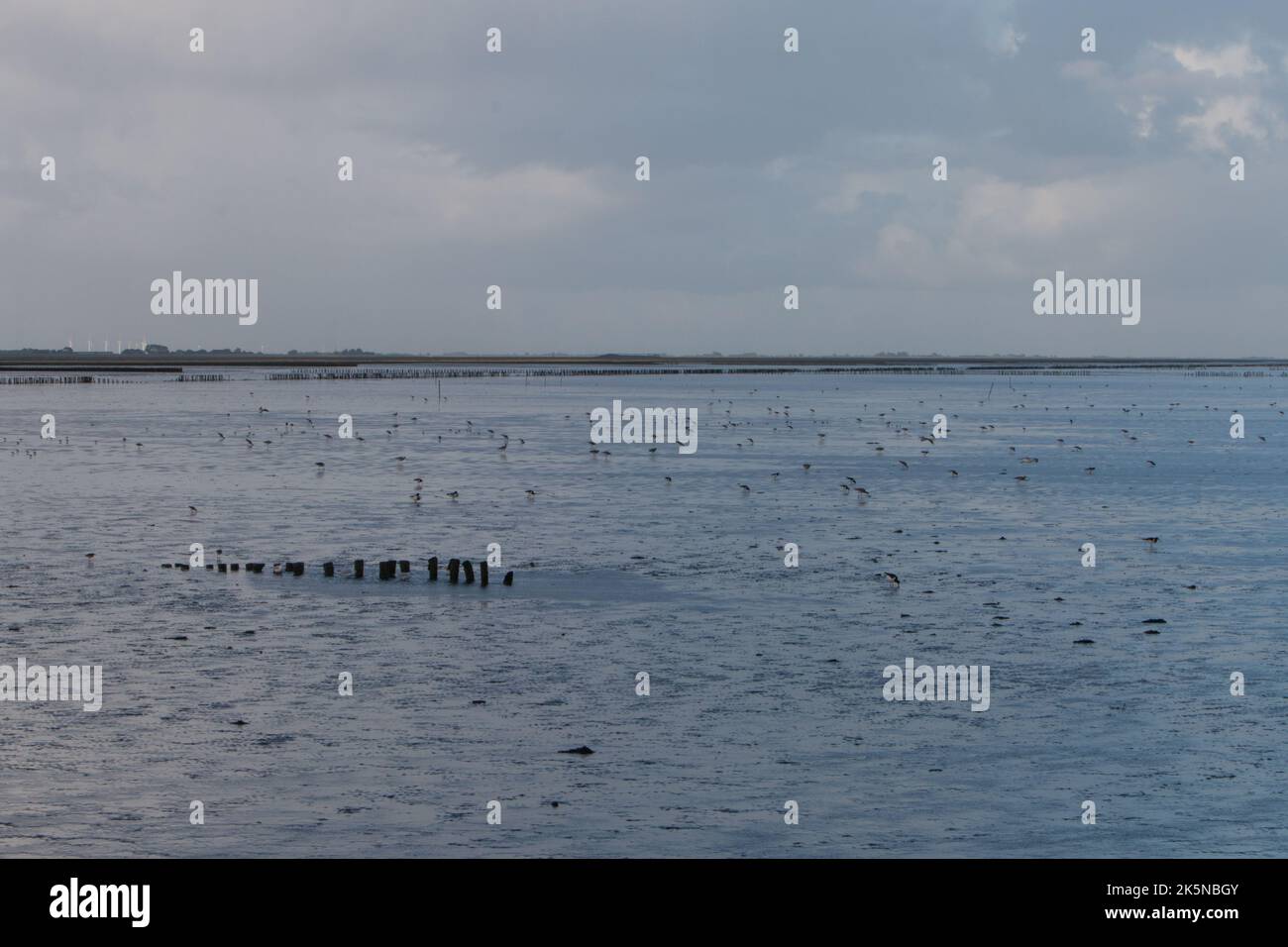 Watvögel, die sich bei Ebbe auf Wattflächen füttern. Das Wattenmeer. Niederlande. Stockfoto