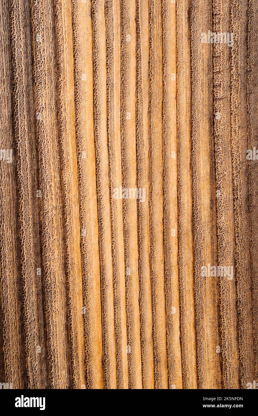Maserungsmuster auf einem Stück Holz Stockfoto