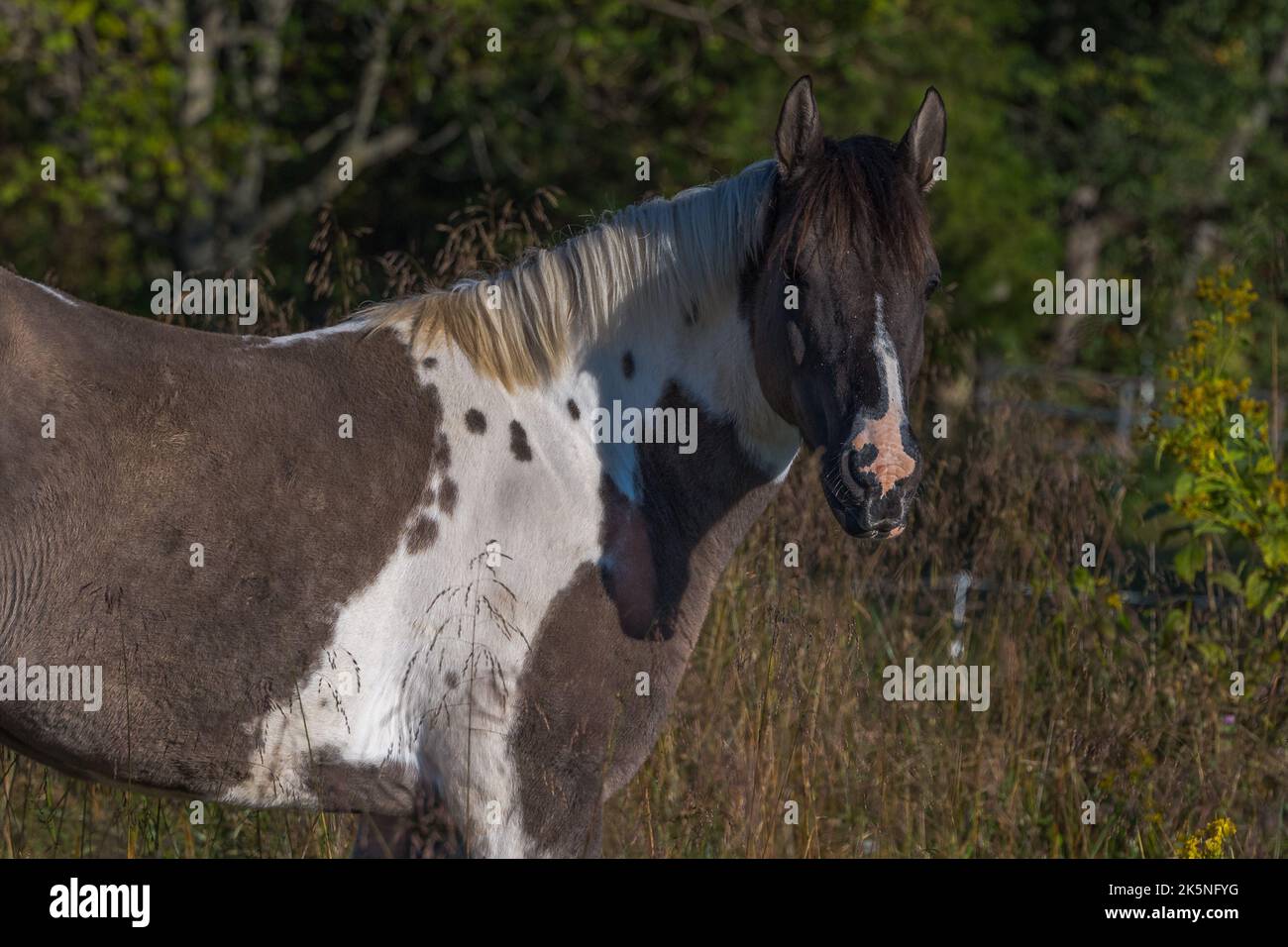 Malen Pferd in Sonnenlicht Blick auf Kamera Stockfoto