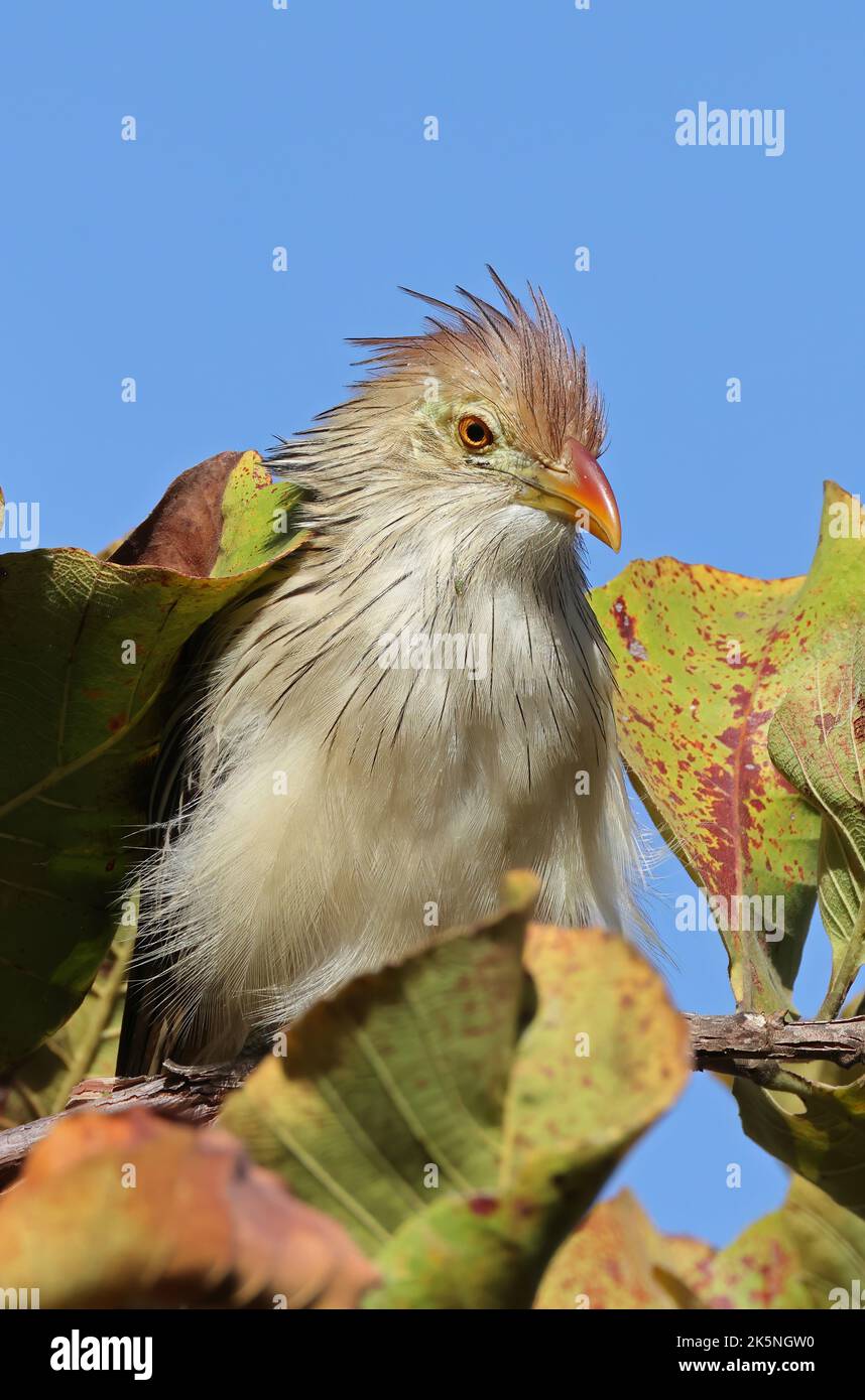 Guira Kuckuck (Guira guira) Nahaufnahme eines Erwachsenen, der im Baum Pantanal, Brasilien, thront. Juli Stockfoto