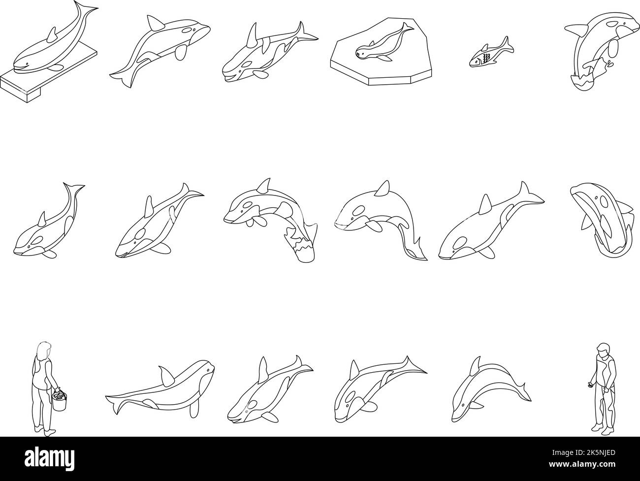 Killerwal-Ikonen gesetzt. Isometrischer Satz von Killerwal-Vektorsymbolen umreißen dünne lne isoliert auf Weiß Stock Vektor