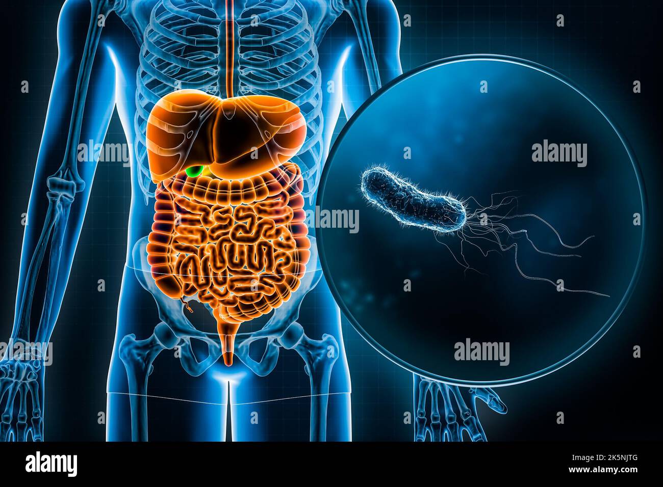 Menschliches Verdauungssystem und Magen-Darm-Trakt und E. coli-Bakterien 3D Rendering Illustration. Anatomie, Medizin, Biologie, Infektionskrankheit, Gastri Stockfoto
