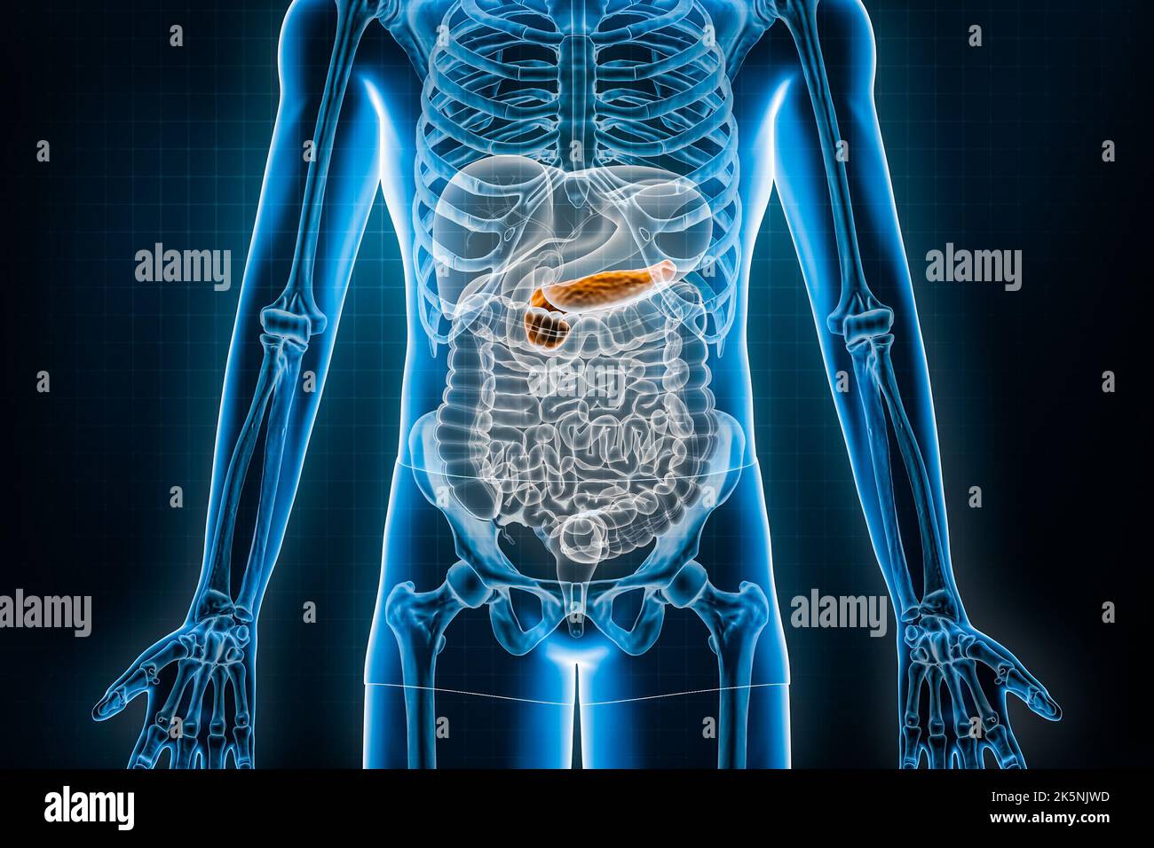 Pankreas 3D Rendering-Abbildung. Anteriore oder vordere Ansicht des menschlichen Verdauungssystems oder des Darments. Anatomie, Medizin, Biologie, Wissenschaft, Gesundheitswesen, pa Stockfoto