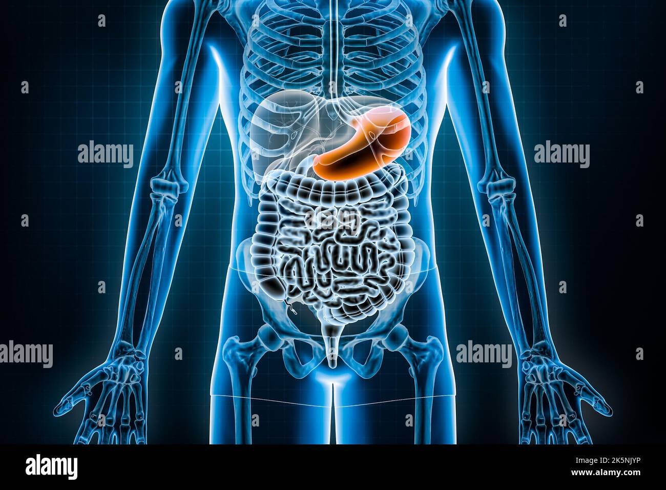 Darstellen von Magen 3D. Vordere oder vordere Ansicht des menschlichen Verdauungssystems und des Magen-Darm-Trakts oder des Darms. Anatomie, Medizin, Biolog Stockfoto