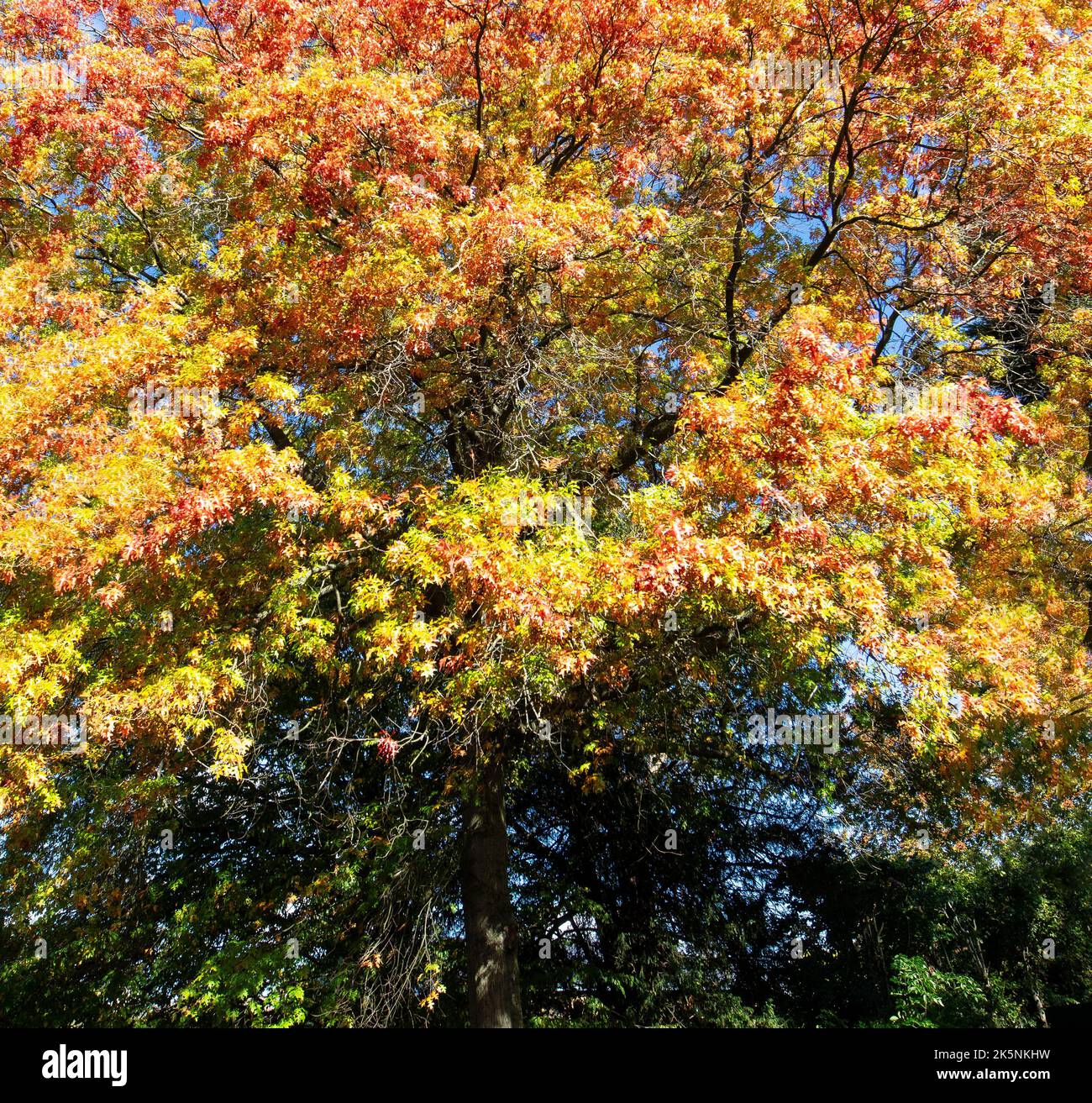 Großer Baum mit einer großen Auswahl an Herbstfarben auf dem Gelände des Dulwich College, London, Großbritannien Stockfoto