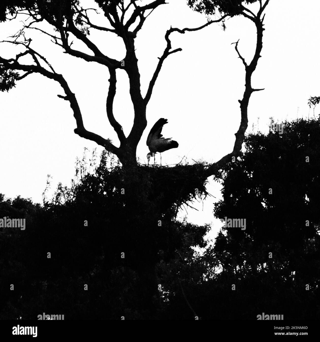 Ein silhouettierter Graureiher, der auf einem Baum mit mehreren Ästen im Park steht Stockfoto