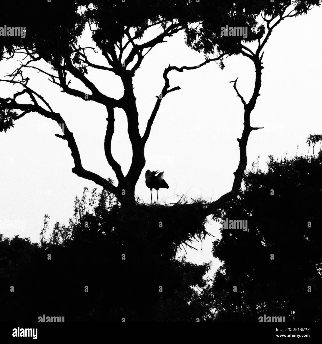 Ein silhouettierter Graureiher, der auf einem Baum mit mehreren Ästen im Park gegen den hellen Himmel steht Stockfoto