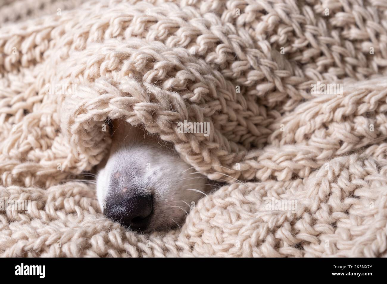 Schwarze Nase des Hundes mit grauem Stoffschal bedeckt Stockfoto