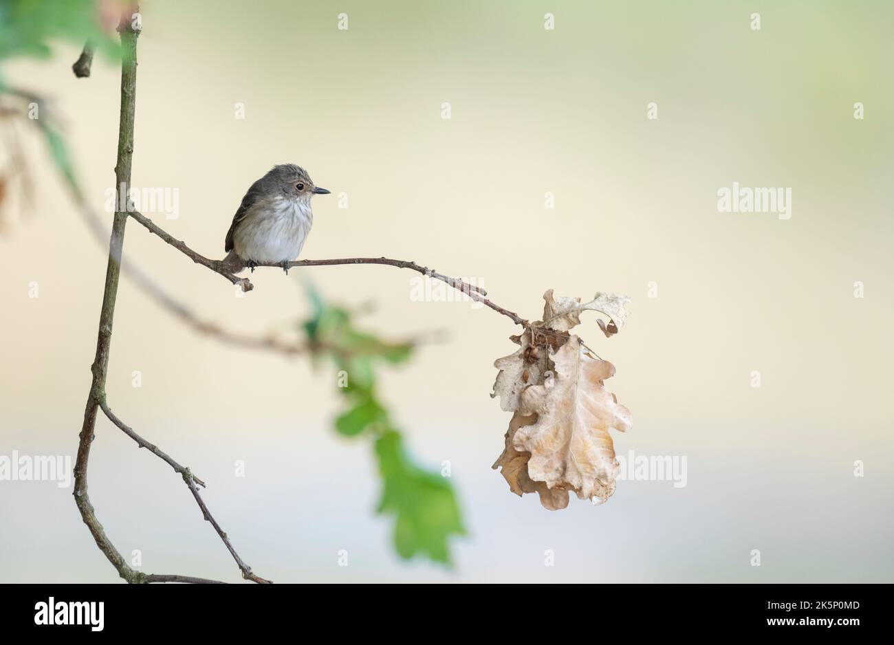 Gefleckte Fliegenschnäpper Muscicapa striata, ein einzelner Jungvögel hält kurz inne, während er von einem kleinen Eichenzweig, der in einem steht, nach Insekten sucht Stockfoto