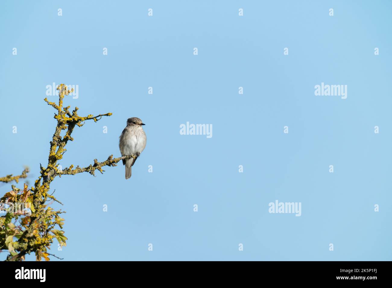 Flecked Flycatcher Muscicapa striata, ein alleinerwachsener Vogel, der im Herbst auf einem Weißdornbusch thront, Yorkshire, Großbritannien, September Stockfoto