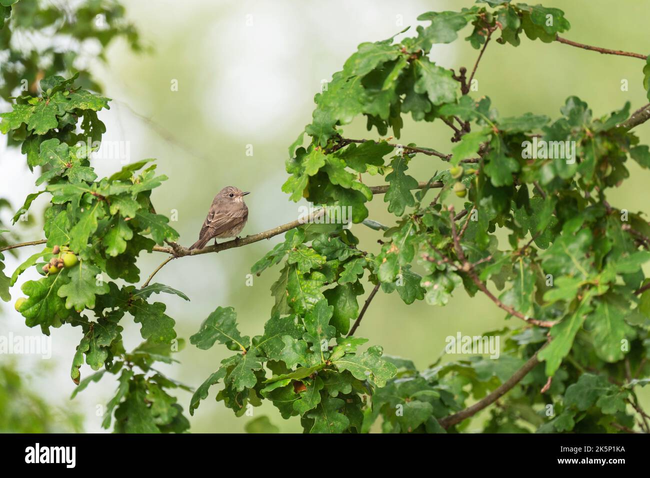 Gefleckter Fliegenfänger Muscicapa striata, ein einziger Erwachsener auf einer Eiche in einer Heide auf der Suche nach Insekten, Nottinghamshire, Großbritannien, September Stockfoto