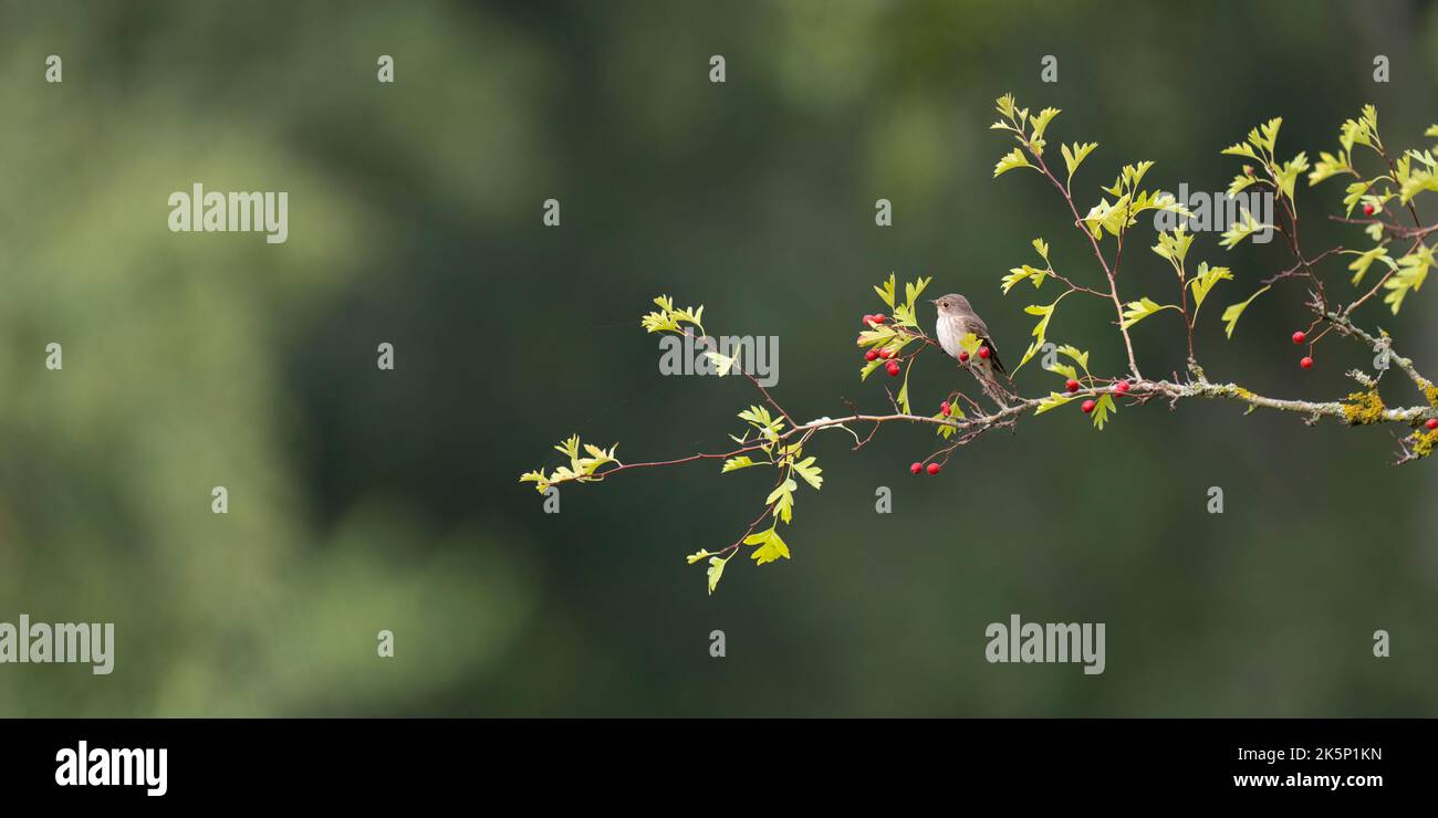 Flecked Flycatcher Muscicapa striata, ein einziger Vogel, der auf einem Zweig eines Weißdornbusches am Waldrand thront, Nottinghamshire, Großbritannien, September Stockfoto