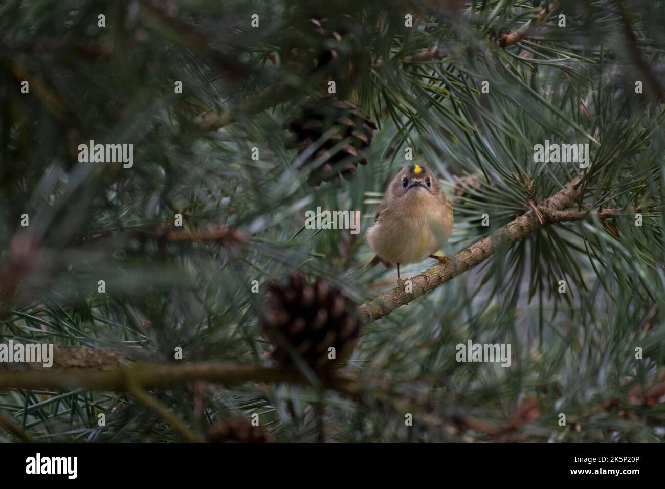 Goldwappen Regulus regulus, ein einziger Erwachsener, der im Laub einer