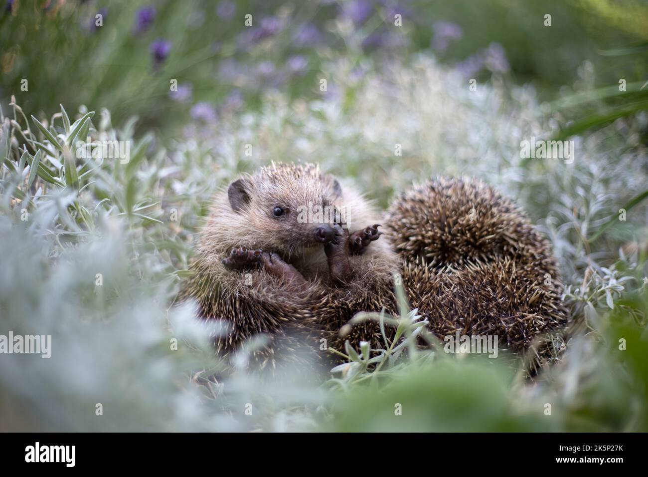 Igel gesicht Fotos und Bildmaterial in hoher Auflösung Alamy
