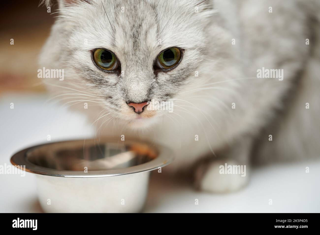 Hübsches Katzenporträt mit Metallplatte Nahaufnahme auf Studiohintergrund Stockfoto