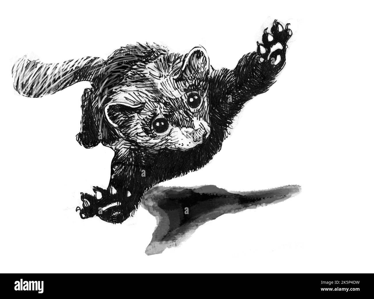 Ein Frettchen auf der Flucht, im Flug. Schwarz-weiße Zeichnung mit dünnem Stift und Tinte. Abbildung von Hand gemacht. Stockfoto