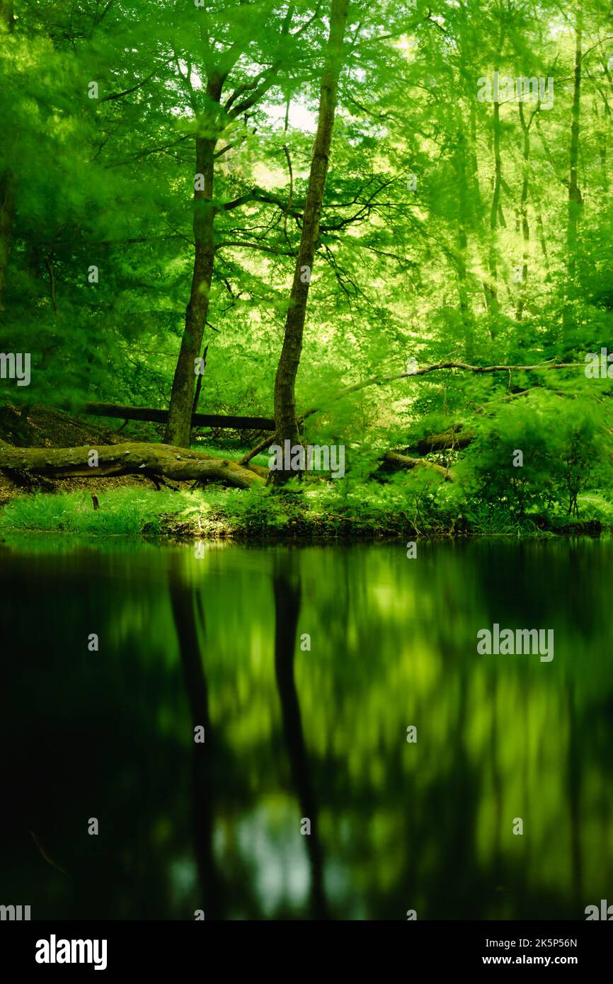 Eine wunderschöne Waldlandschaft mit den Bäumen, die sich im Wasser spiegeln Stockfoto