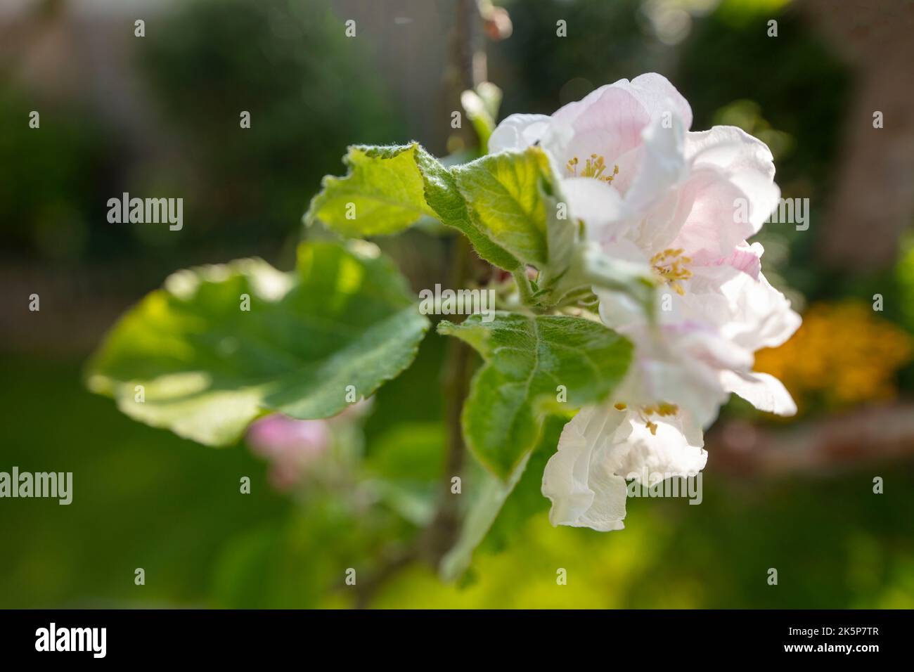 Romantische schöne weiße Apfelblüte im Frühlingssonne Stockfoto