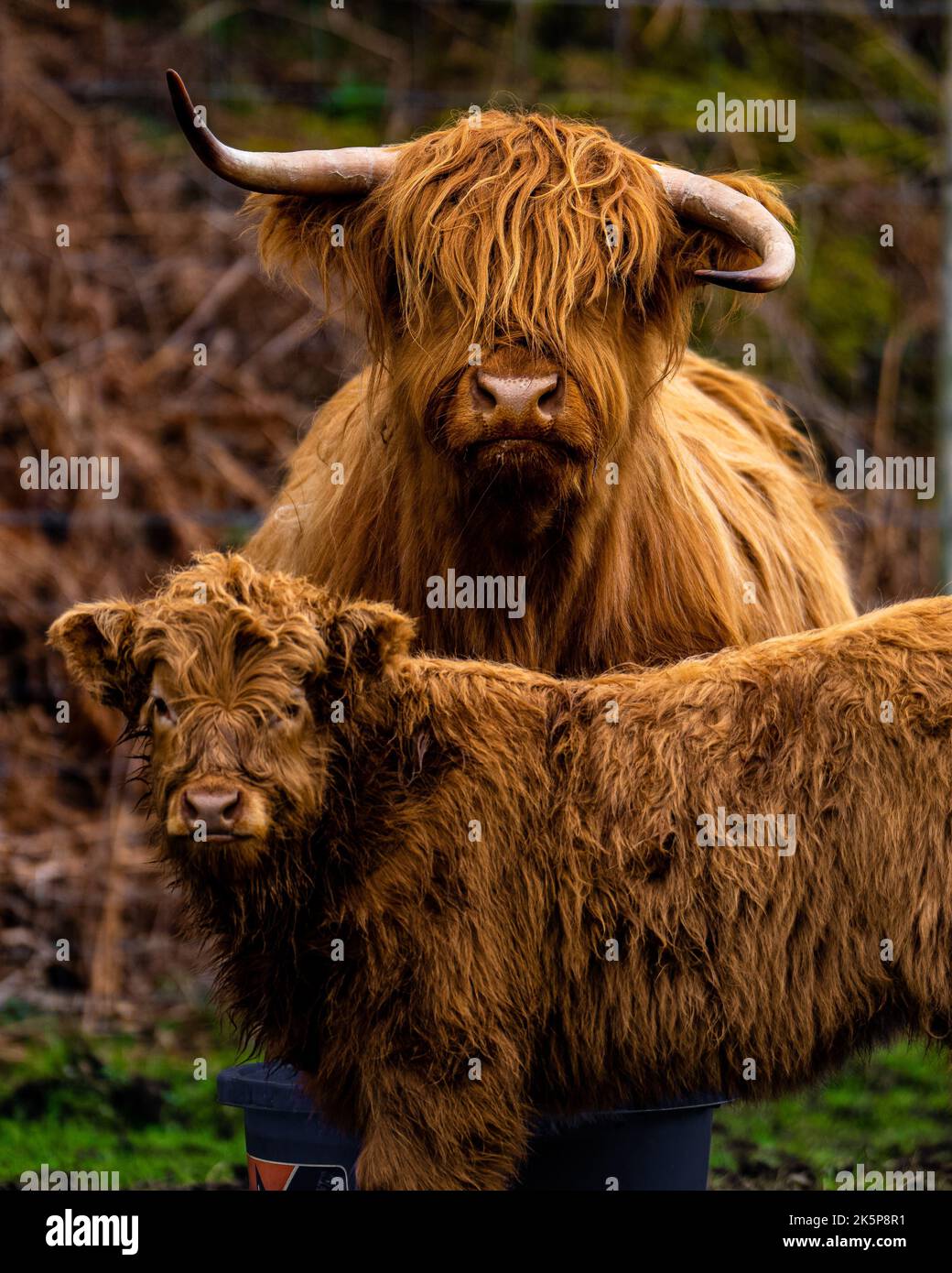 Eine vertikale Aufnahme einer Highland Cow 'COO' mit Kalb in den schottischen Highlands in Großbritannien Stockfoto