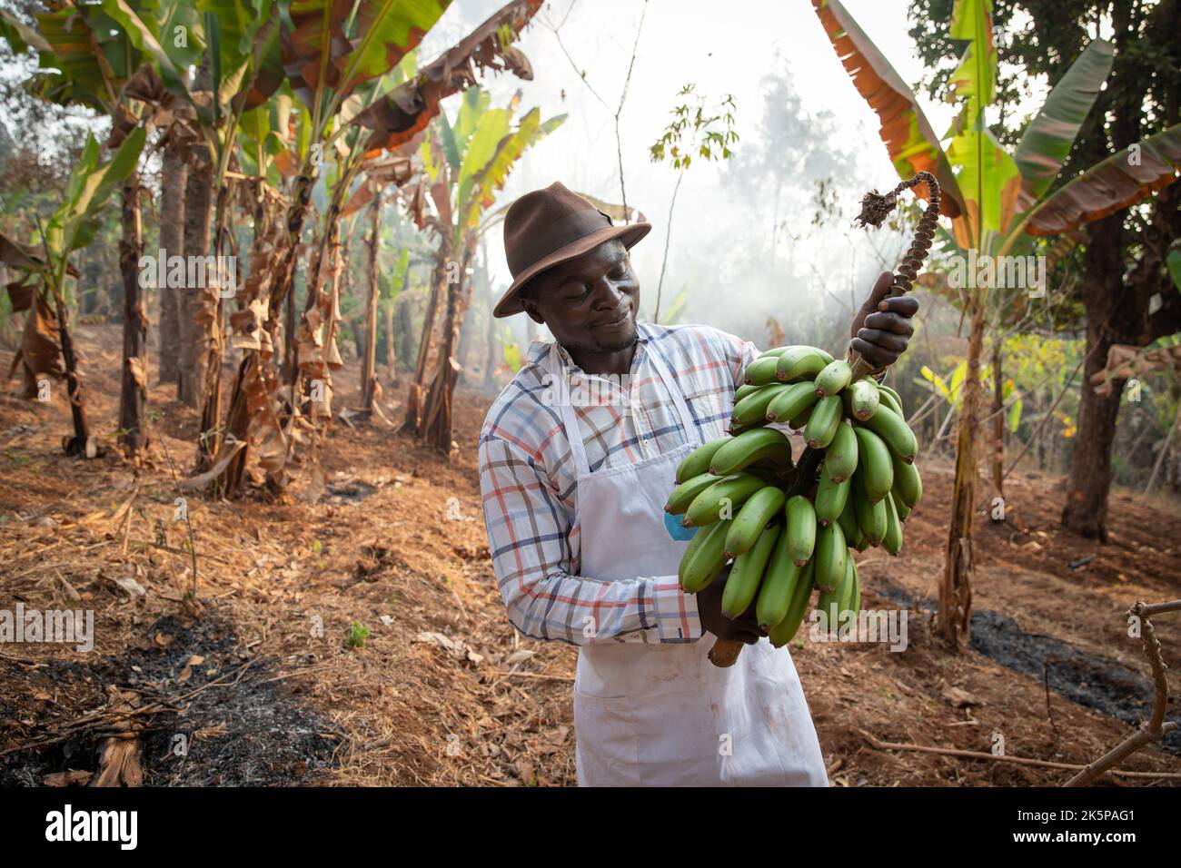Ein afrikanischer Bauer auf seiner Plantage mit einem Haufen frisch ...