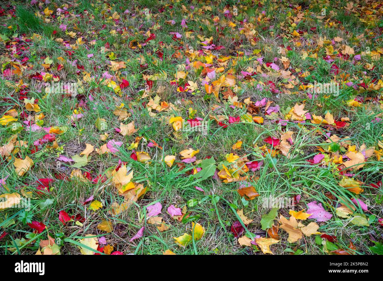 Bunte Herbstblätter auf Gras Stockfoto