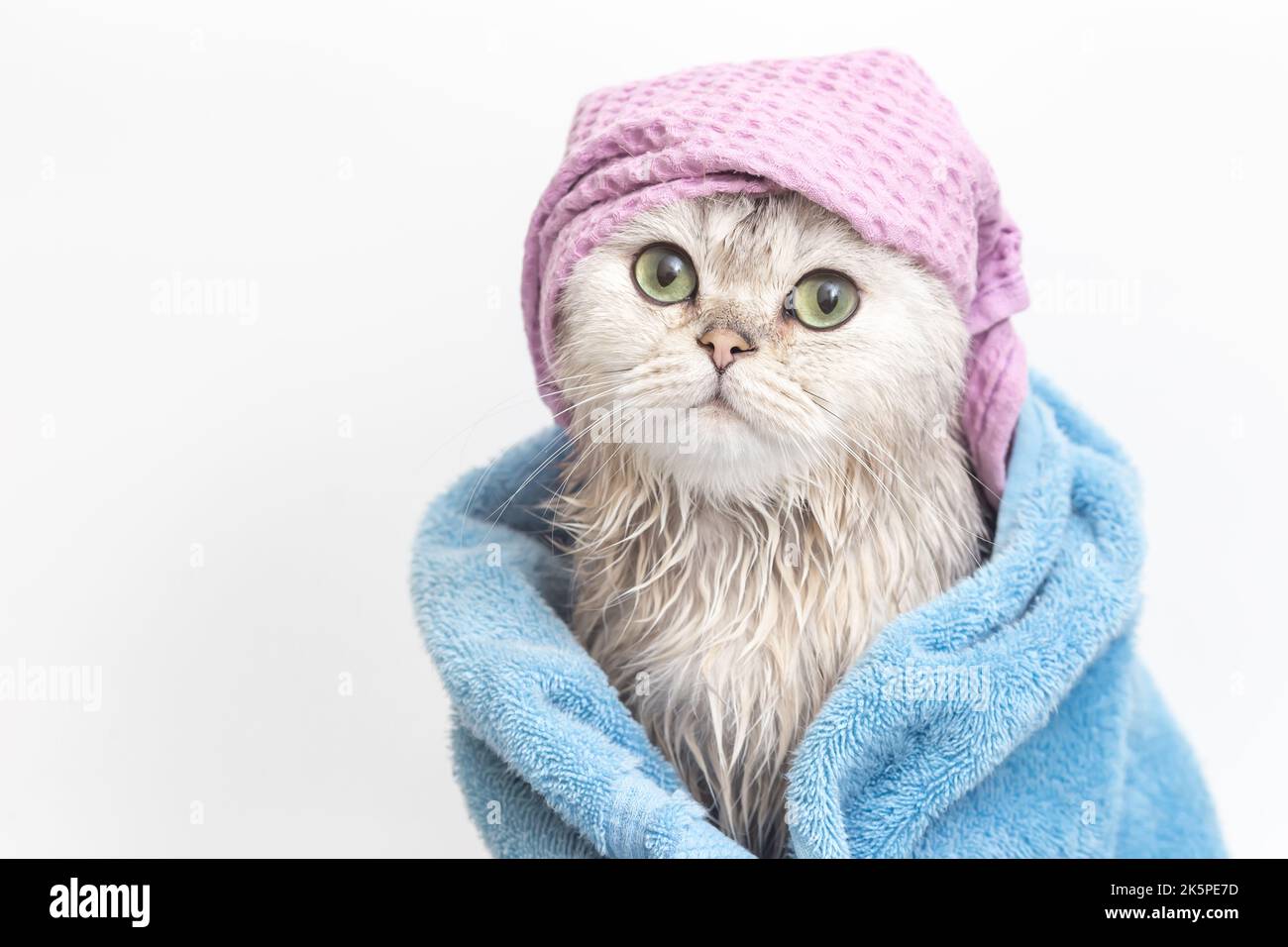 Lustige nasse Katze, nach dem Baden, in ein blaues Handtuch in einer violetten Mütze auf dem Kopf gewickelt Stockfoto