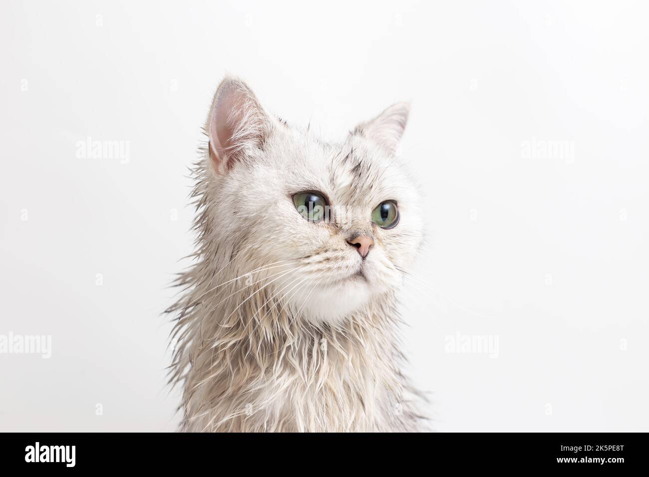 Porträt einer nassen weißen niedlichen Katze, nach dem Baden, auf weißem Hintergrund Stockfoto