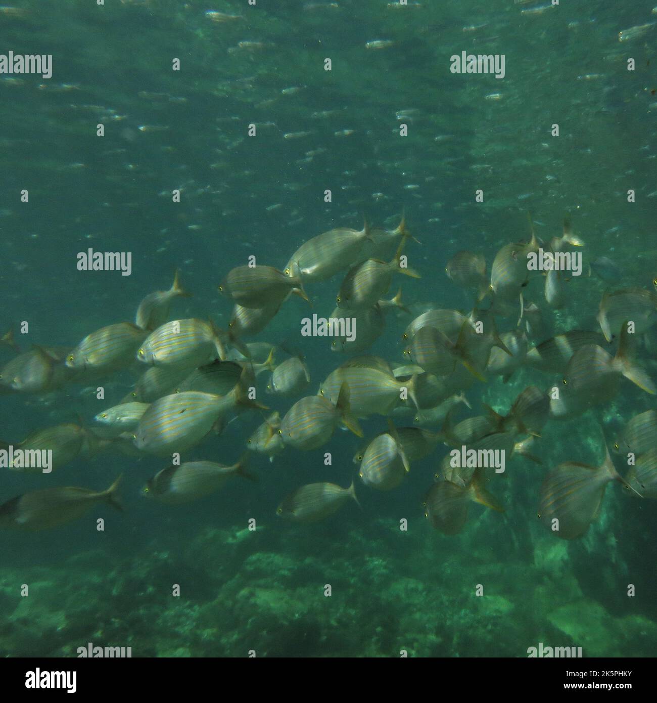 Eine Unterwasseraufnahme einer Schule von goldline-Fischen im Meer Stockfoto