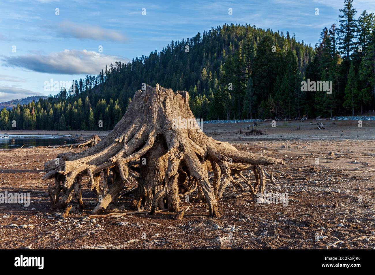 Dürre macht die Wurzel und den Stamm von vor langer Zeit versunkenen Bäumen in den niedrigen Gewässern des Lake Almanor in Nordkalifornien frei. Stockfoto