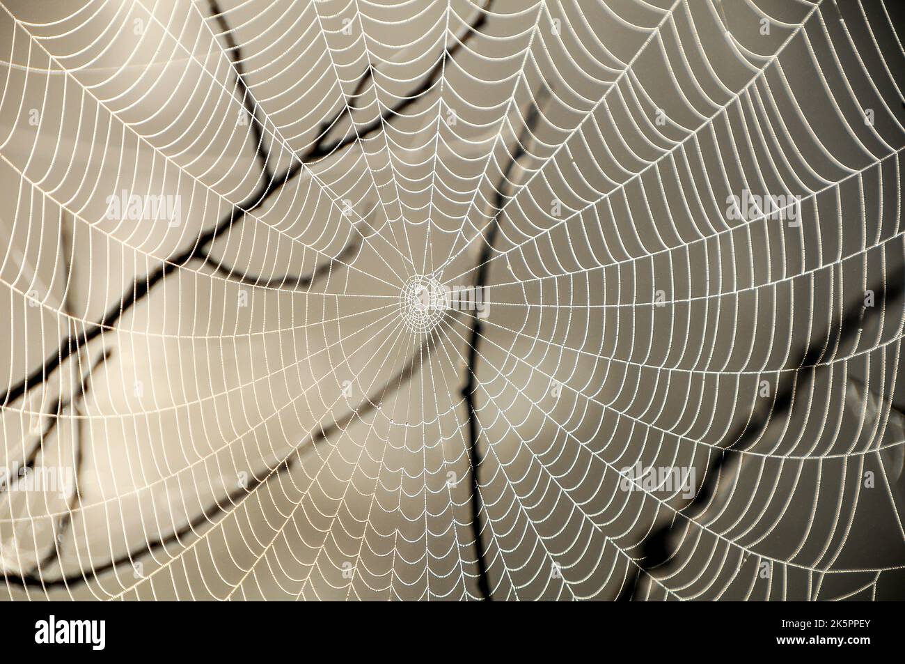 Spinnennetz Stockfoto