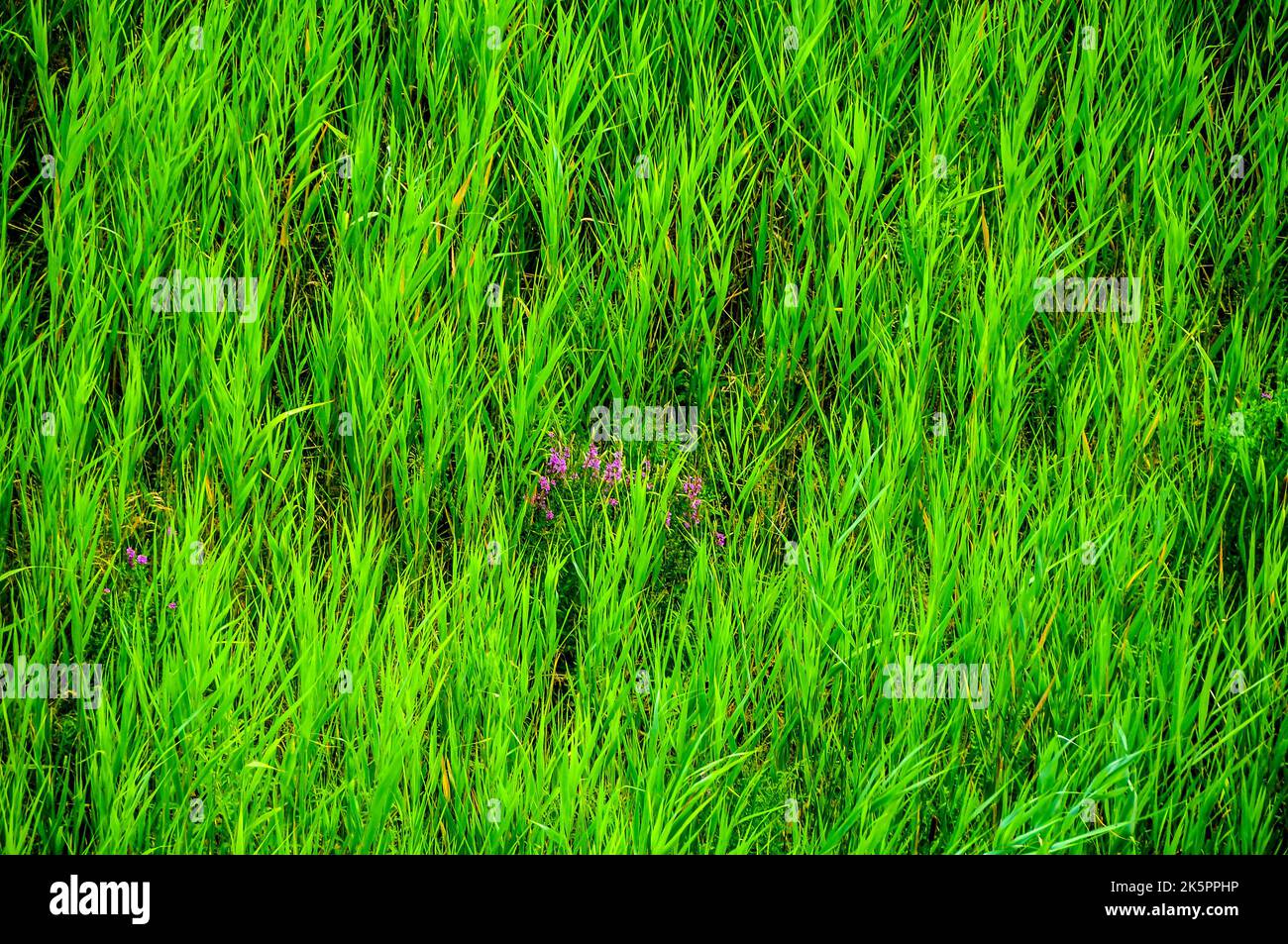 Grünes Gras aus nächster Nähe Stockfoto