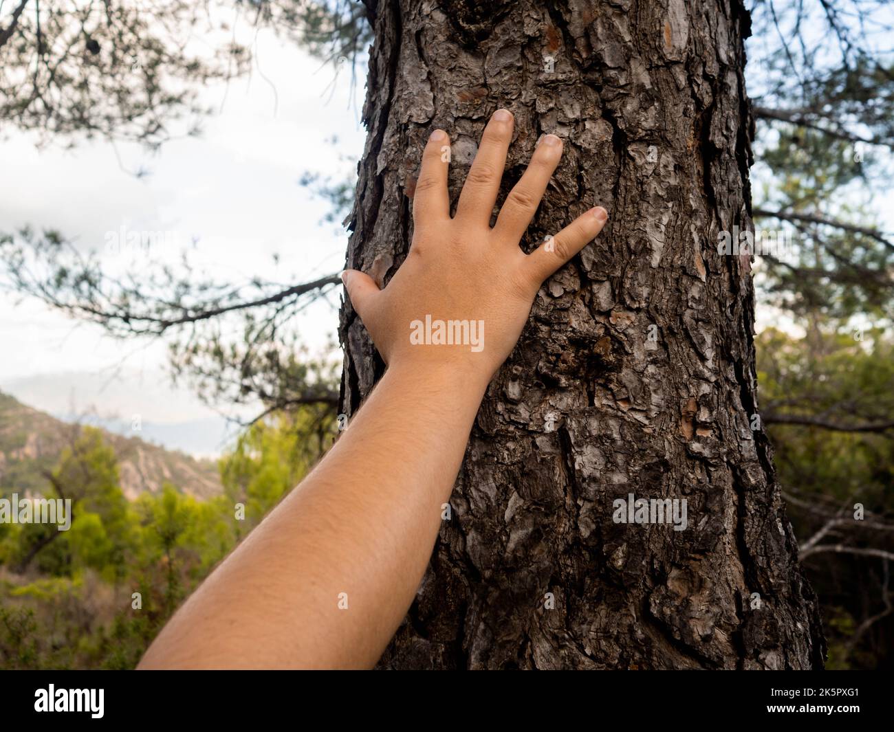 Detail einer menschlichen Hand, die den Stamm eines Baumes streichelt. Umweltschutz Stockfoto