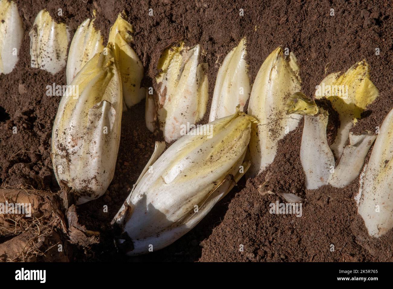 Brüssel lof -Fotos und -Bildmaterial in hoher Auflösung – Alamy