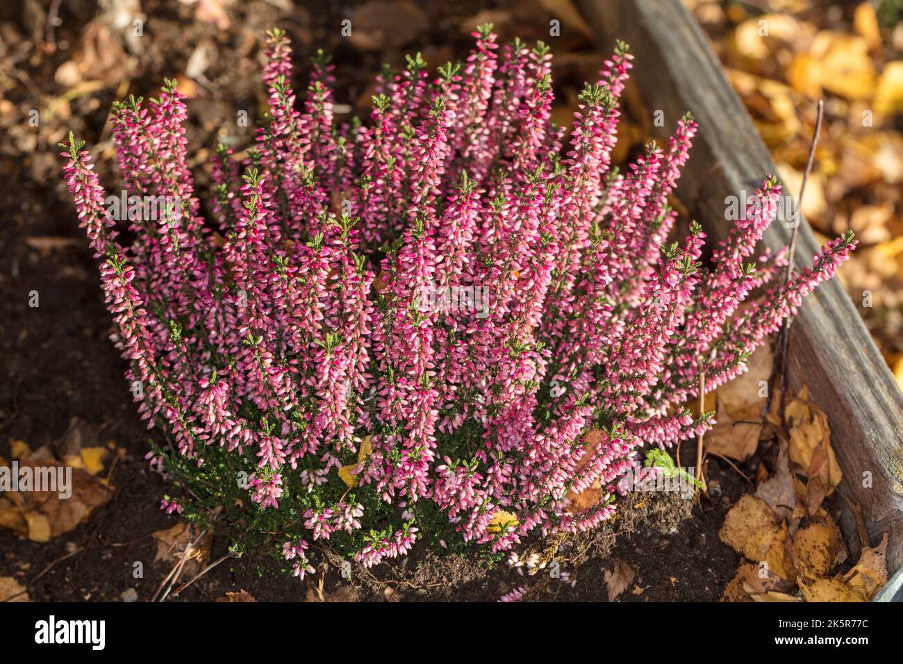 Heidekraut, Ljung (Calluna vulgaris) Stockfoto