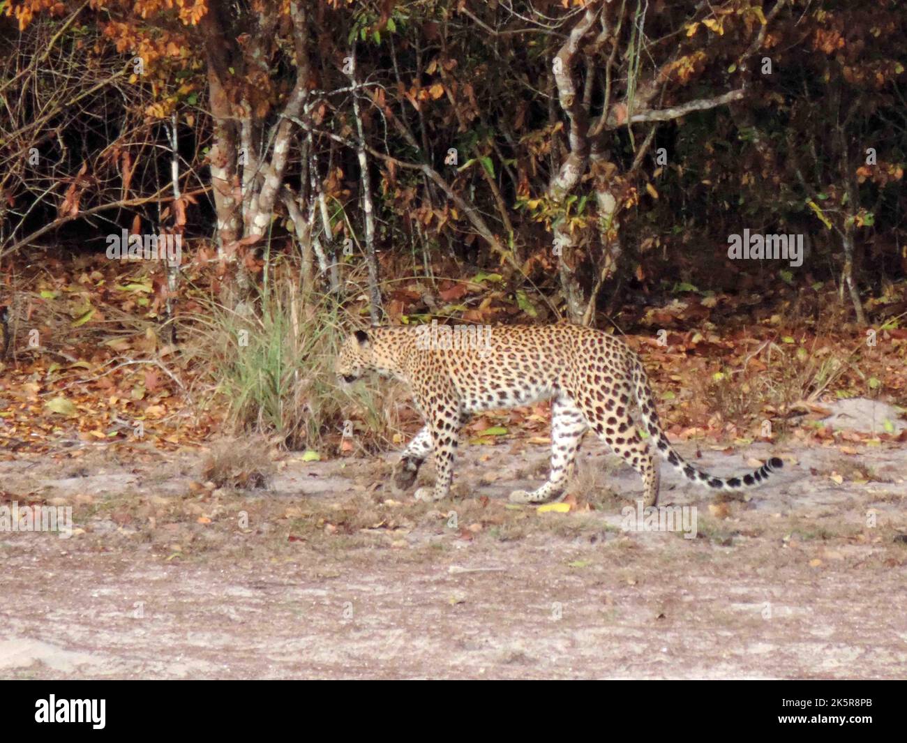 Leoparden von Sri Lanka in freier Wildbahn, Visit Sri lanka Stockfoto