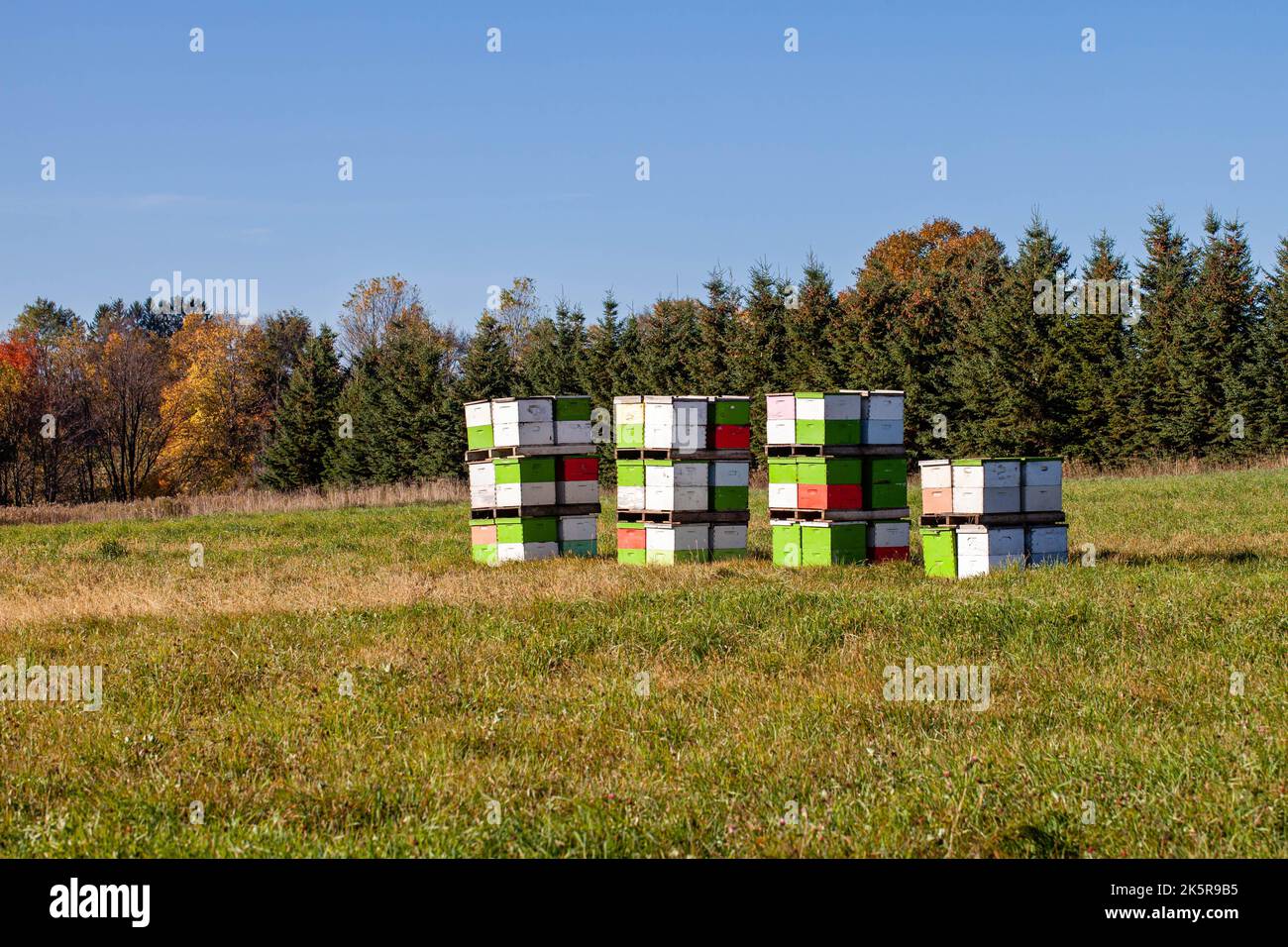 Reihe von klorful Bienenstock Boxen in einem Wisconsin Feld, horizontal Stockfoto