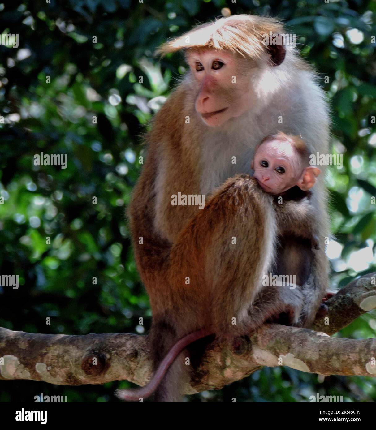 Wunderschöne Bilder der Tierwelt in Sri Lanka. Besuchen Sie Sri Lanka Stockfoto