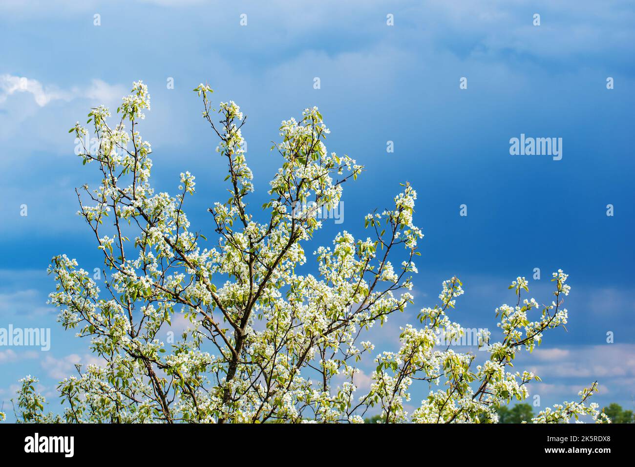 Birne blüht nicht mit weißen Blüten im Frühjahr. Stockfoto