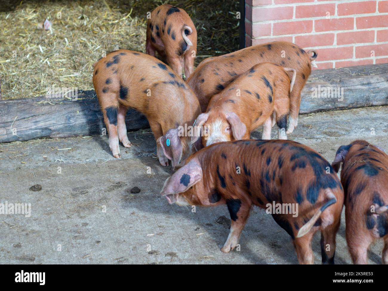Nahaufnahme einer Familie von farbenfrohen, gefleckten Ingwerschweinen und schwarzen Oxford Sandy- und schwarzen Schweinen auf einer British Farm. Stockfoto