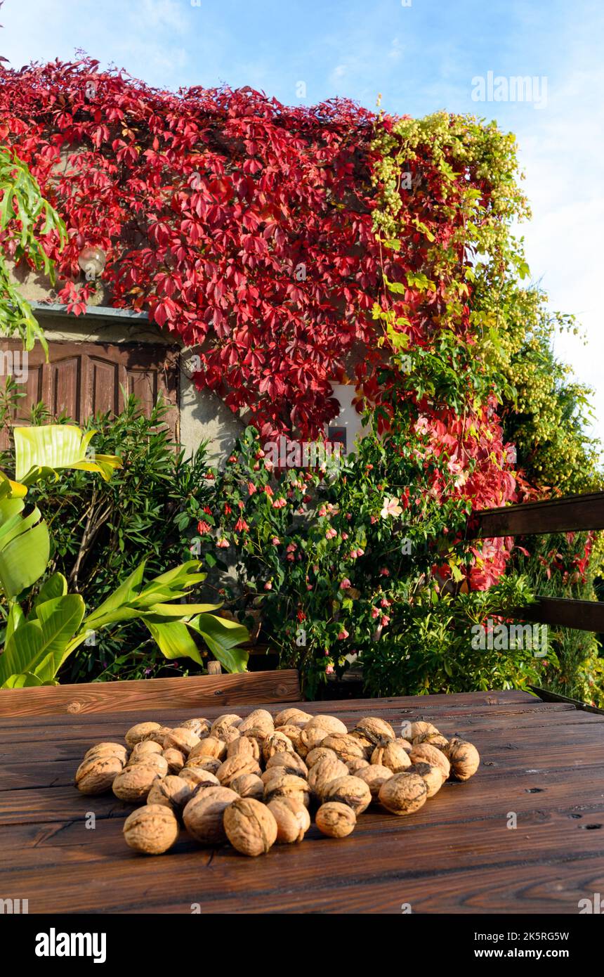 Walnüsse auf dem Holztisch in herbstlicher Umgebung. Roter Efeu an den Wänden. Herbststimmung. Stockfoto