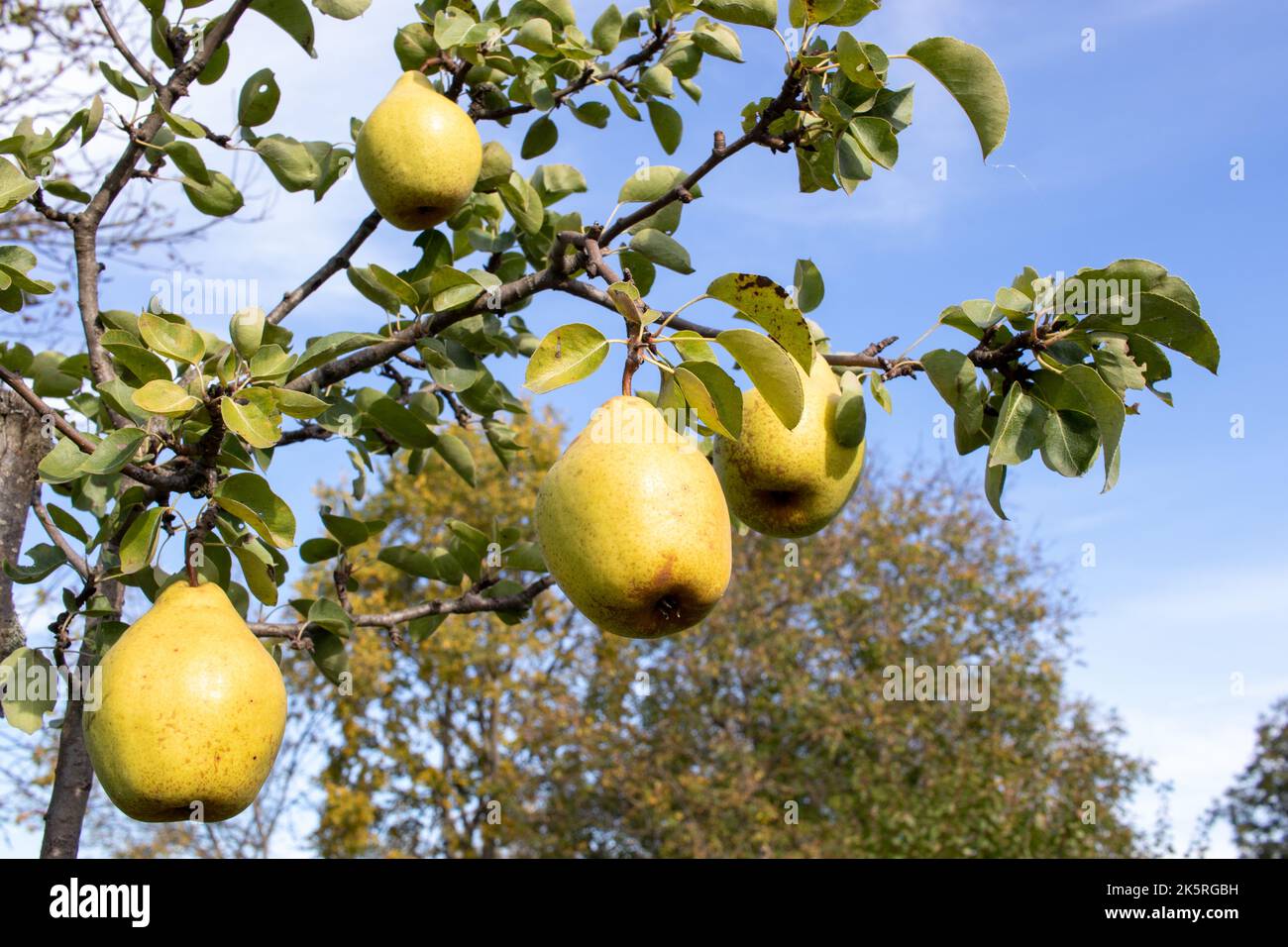 Reife große gelbe Birnen, die an Ästen eines jungen Baumes im Garten hängen. Herbsternte. Stockfoto