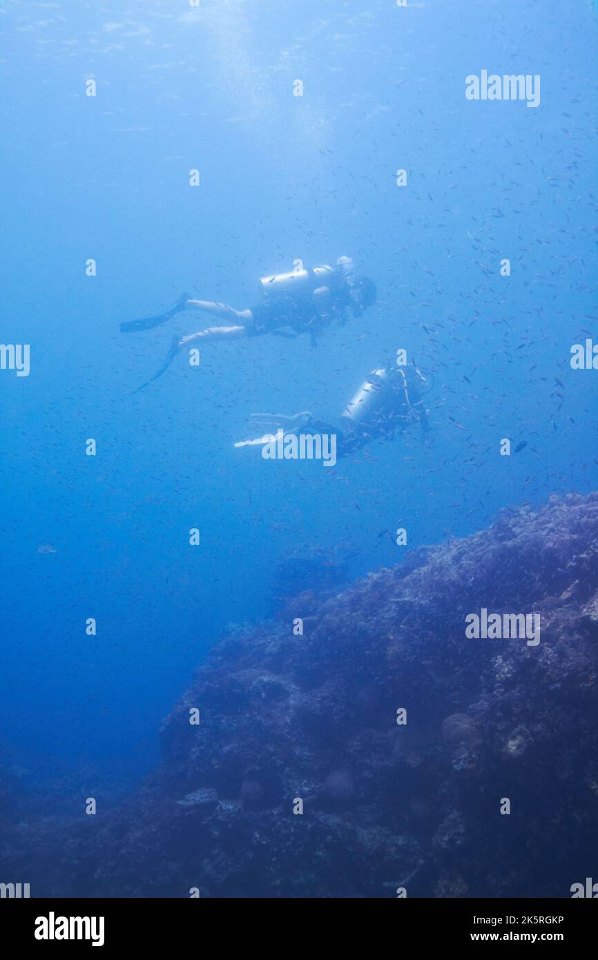 Ozeanforscher. Taucher, die durch eine große Fischschule schweben, während sie über einem Riff - Copyspace - schweben. Stockfoto