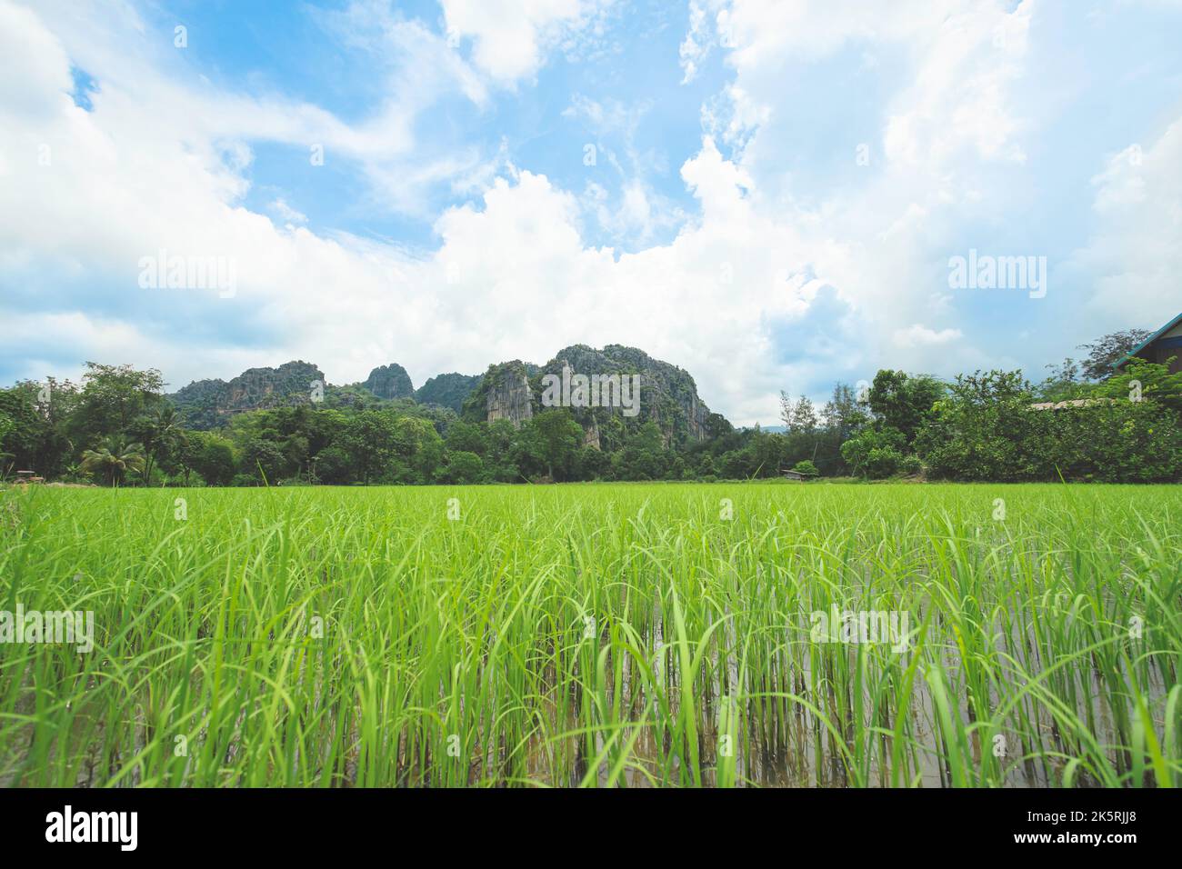 Landschaft Reisplantage und Steinberg mit bewölktem Himmel Hintergrund in der Provinz Phitsanulok, Thailand. Stockfoto