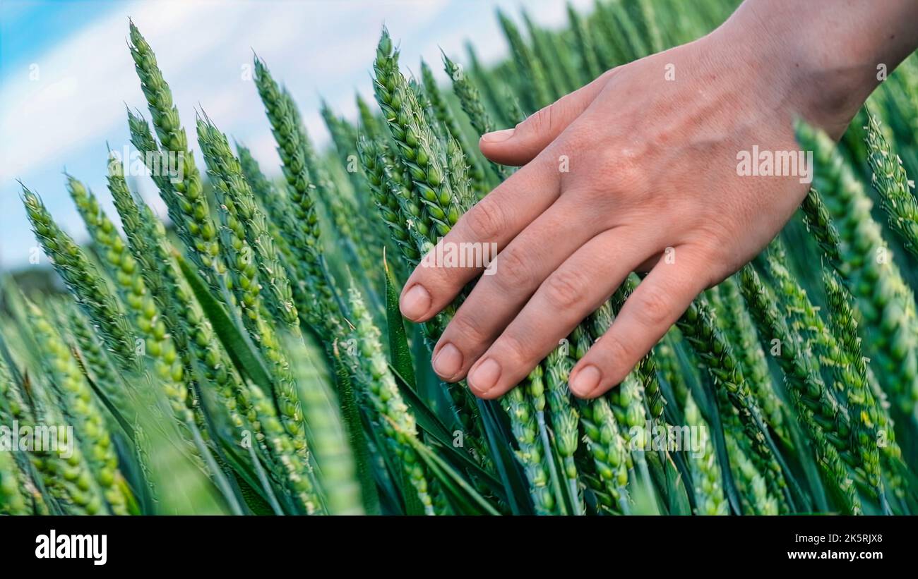 Nahaufnahme einer Frau Hand berühren von jungen Wachstum grüne Gerste. Zeitlupe der Hand berühren Ohr des Weizens Stockfoto