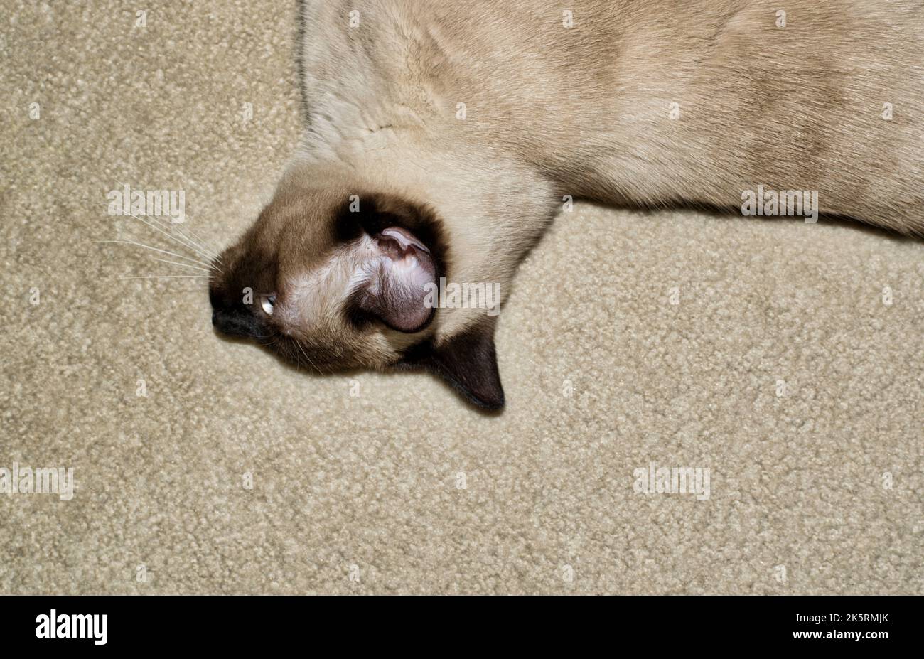 Siamesische Katze, die auf einem hellen Teppich auf der Seite liegt. Partielle Oberkörperansicht mit einzigartigem Blickpunkt und Kopierbereich. Stockfoto